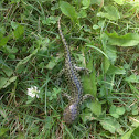 Tiger salamander