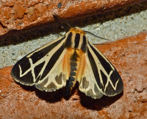 Spotting Image 1