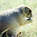 Prairie Dog