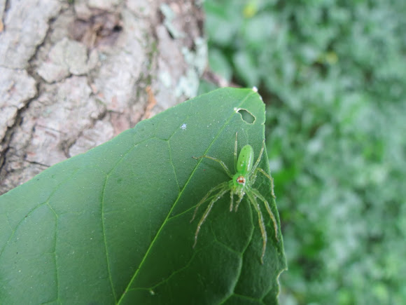 Spotting Image 1
