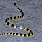 Banded krait