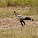 Secretary Bird