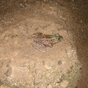 Northern Green Frog