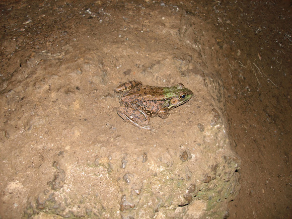 Spotting Image 1