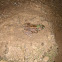 Northern Green Frog