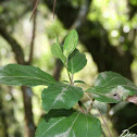 Viburnum tinus