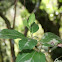 Viburnum tinus