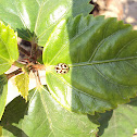 Lady Bug.