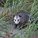 Virginia Oppossum