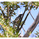 Red Wattlebird