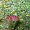 Flabellina rubrolineata