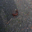 rough skinned newt