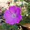 Geranium