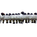 White Breasted Wood Swallow