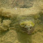 Florida softshell turtle