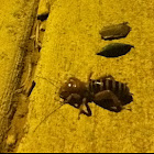 Jerusalem cricket