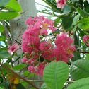 Melendres