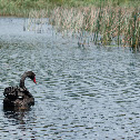 Black Swan