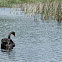 Black Swan