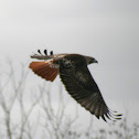 Red-tailed Hawk