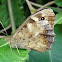 Speckled Wood Butterfly