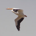 American White Pelican