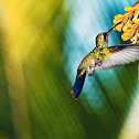 Hummingbird