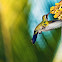 Hummingbird