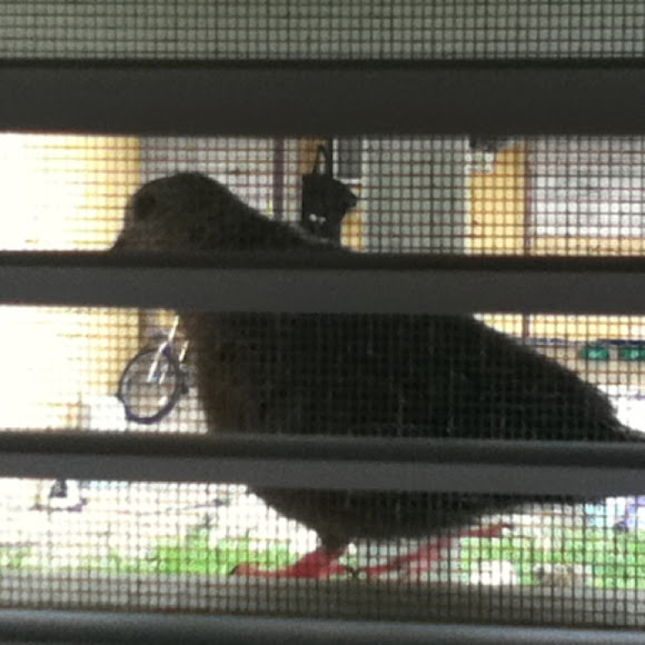Spotting Image 1