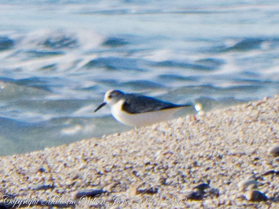 Spotting Image 1