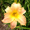 Daylily