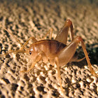 (Male) San Diego Camel/Cave cricket
