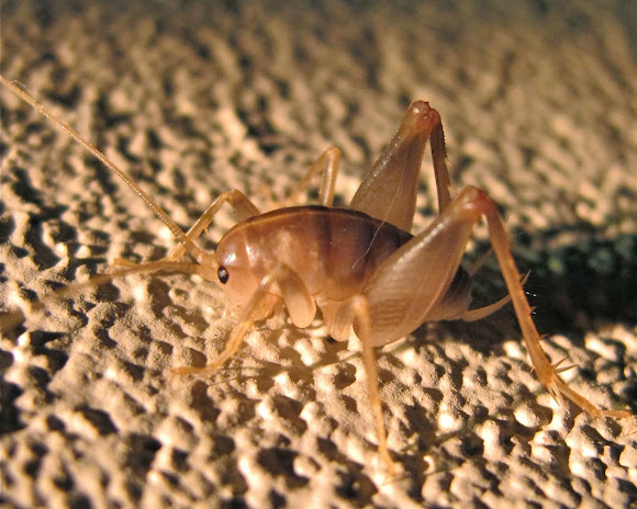 (Male) San Diego Camel/Cave cricket | Project Noah