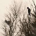 Great Cormorant