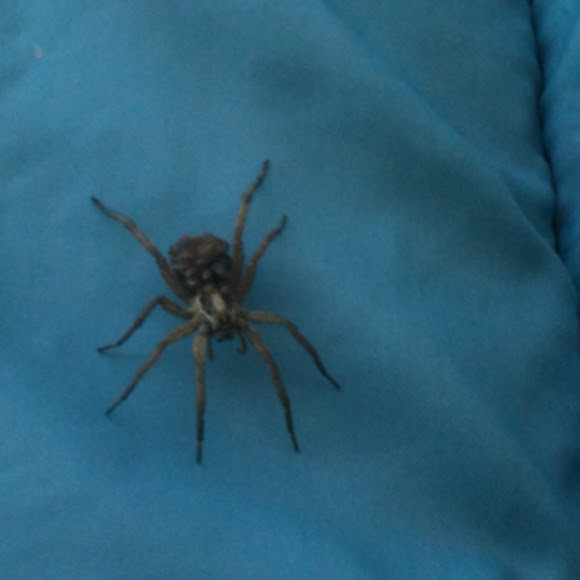Spotting Image 1