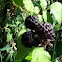 Blackberries