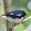 Black-throated Blue Warbler