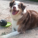 Mason- Australian Shepherd