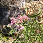 Wooly Camphor Weed