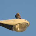 Red-shouldered hawk