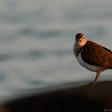 Wood Sandpiper
