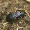 Carabus nemoralis