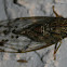 Cicada