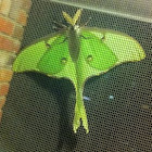 Luna moth