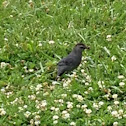 Gray catbird