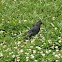 Gray catbird