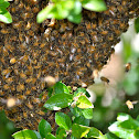 honeybee swarm
