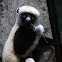 Coquerel Sifaka