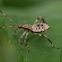 Leaf hopper
