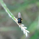 Fly